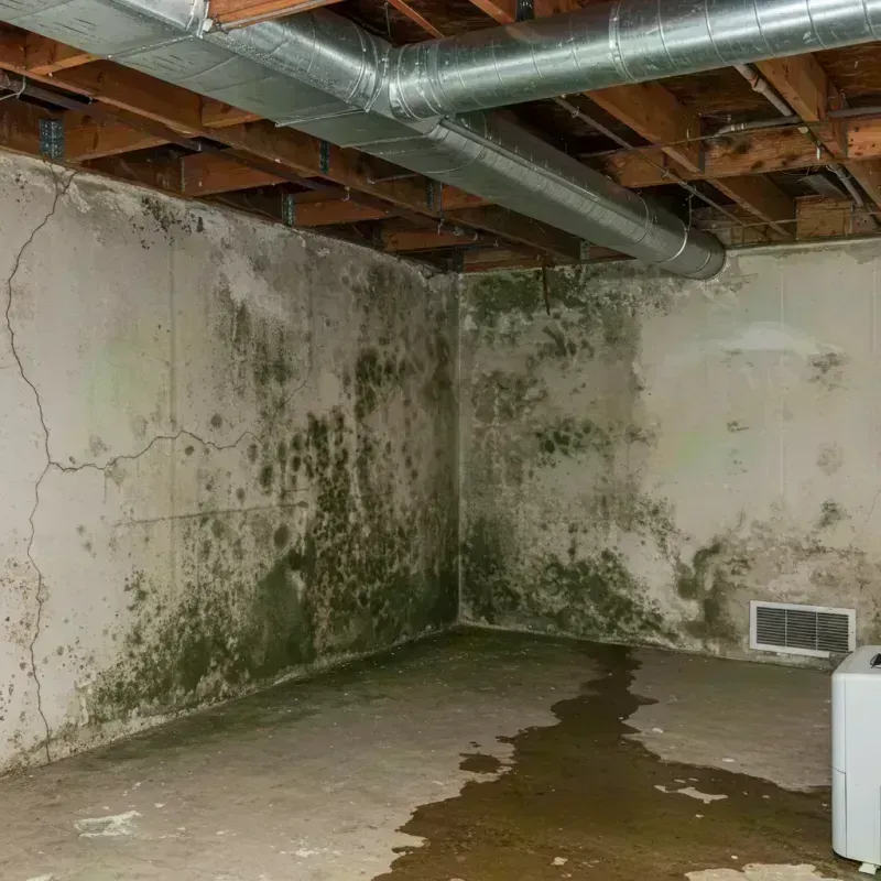 Professional Mold Removal in Newark, IL